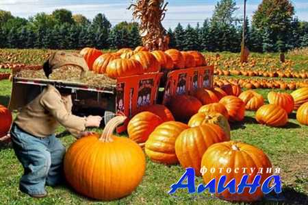 Яркий детский шаблон для монтажа - Сбор урожая